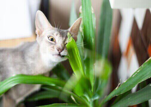 Welke planten zijn giftig voor katten?