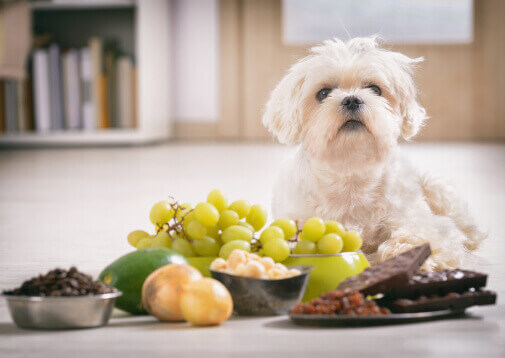 Welke voeding is slecht voor een hond?