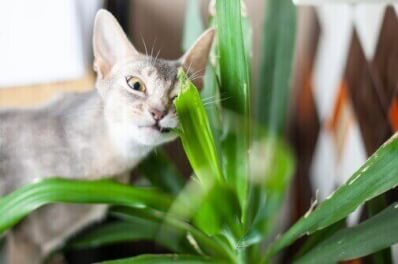 Welke planten zijn giftig voor katten?